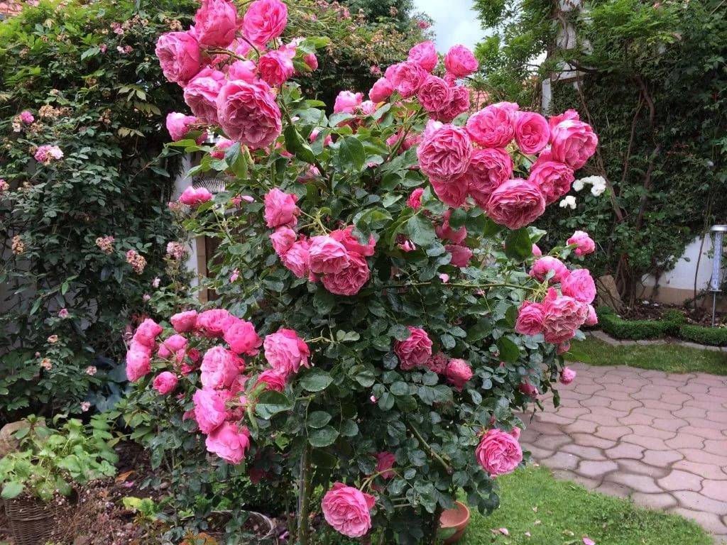 Описание и правила выращивания гибридной розы сорта госпел