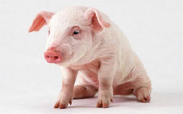 Чем в домашних условиях кормить свиноматку после опороса, чтобы было больше молока