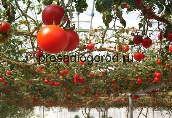 Как выращивать и ухаживать за помидорами в открытом грунте