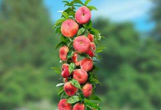 Описание сортов инжирного персика, полезные свойства и выращивание