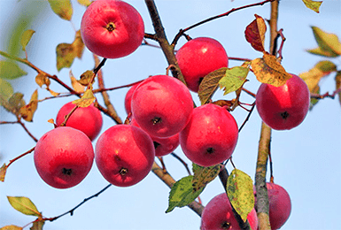 Яблоня карликовая: посадка и уход, обрезка и сорта