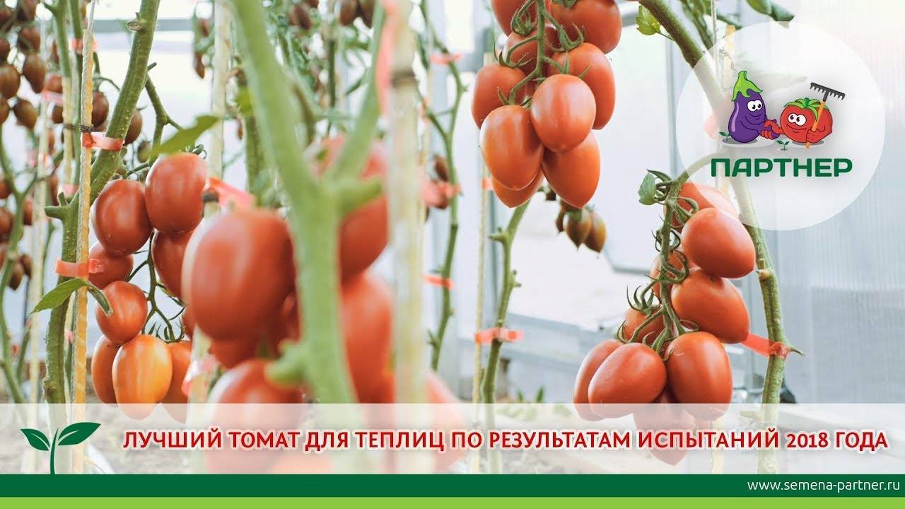 Лучшие сорта томатов для теплицы — фото, описание и характеристика