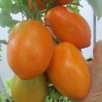Сорт томатов с необычной окраской кожуры южный загар