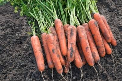 Рыжее пламя на грядках: выбираем сорта моркови для сибири