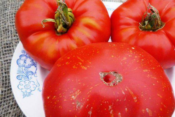 Универсальный и урожайный томат «ажур»: характеристика и описание сорта, фото