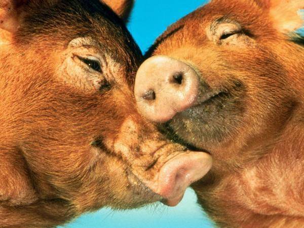 Сколько дней гуляет свинья: признаки половой охоты, особенности и интересные факты