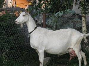 Альпийские козы: описание и содержание породы