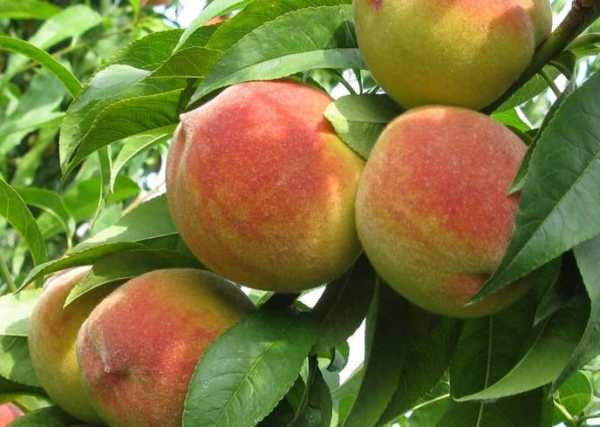 Персик в подмосковье: лучшие сорта, выращивание в открытом грунте, посадка и уход