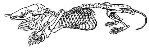 Морфофункциональная характеристика скелета и аппарата движения верхних конечностей
