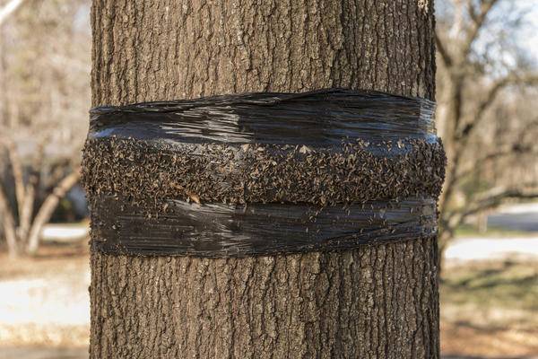 Ловчие пояса для деревьев: польза и вред