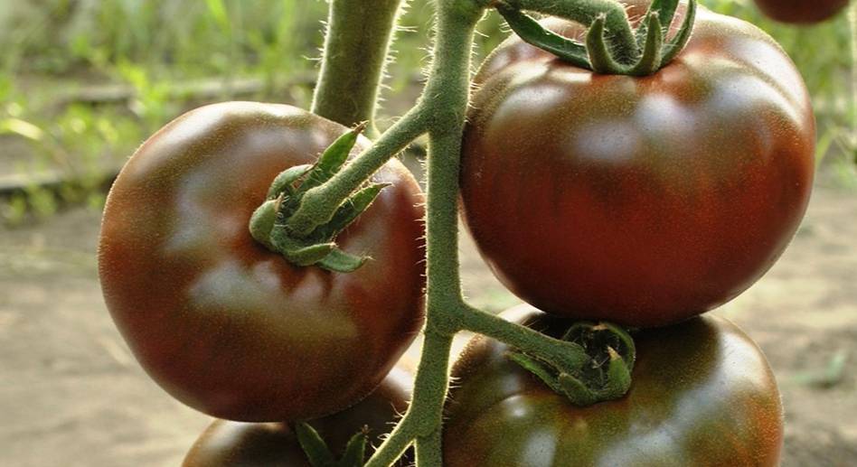 Классический сорт томата английской селекции — «черный русский»: описание и рекомендации по выращиванию