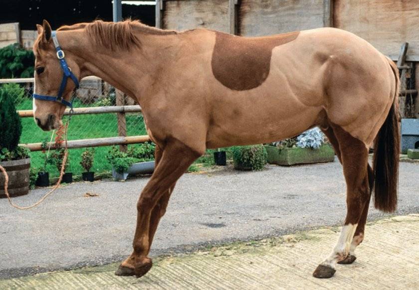 Случная болезнь лошадей: как диагностировать и правильно лечить?