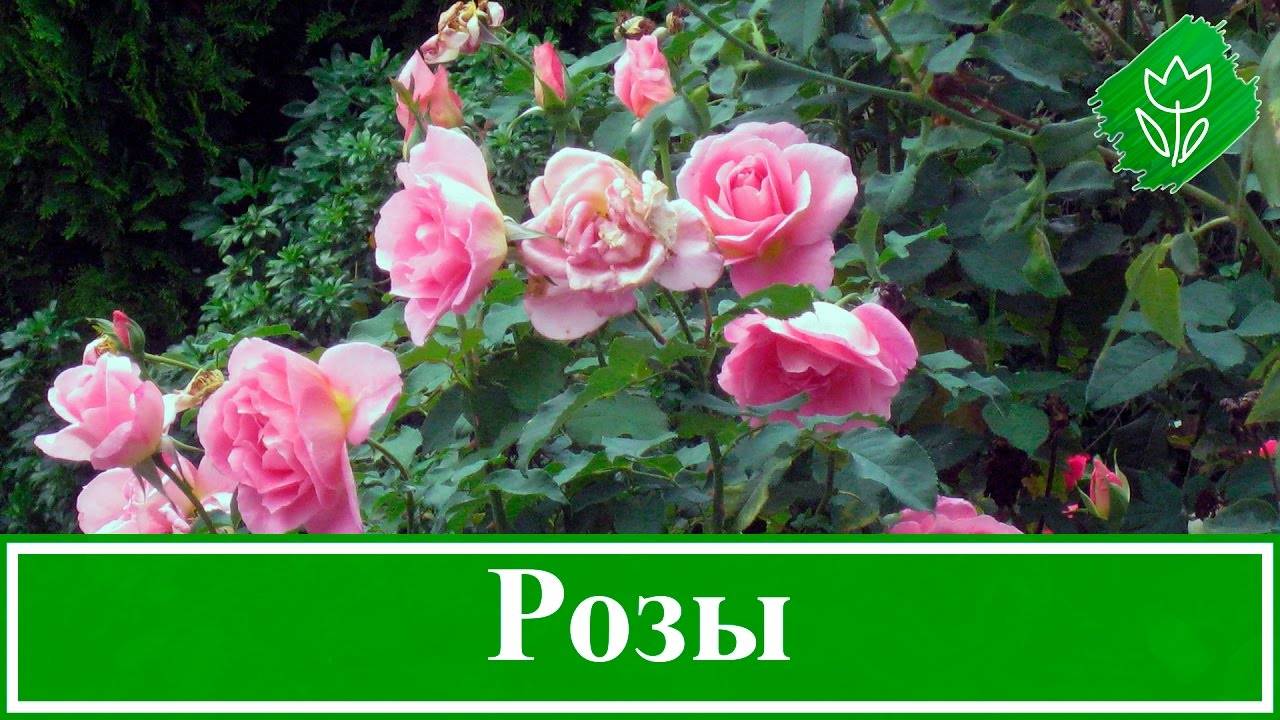 Роза грандифлора — правильный уход за прекрасным цветком
