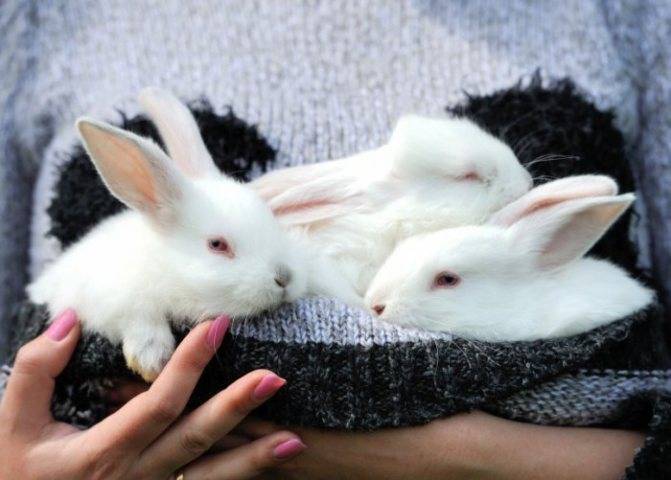 Уход за новорожденными кроликами