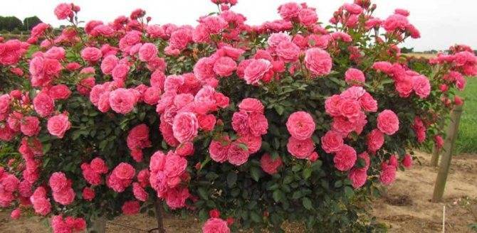 Роза уизли (wisley) — описание сортового шраба