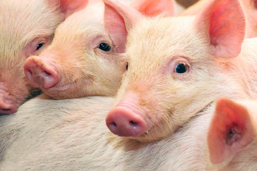 Все что нужно знать об искусственном осеменении свиней
