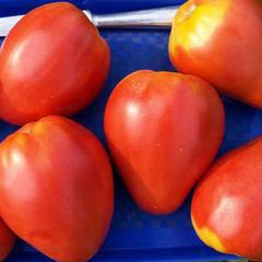 Как добиться от томата «орлиный клюв» максимальной урожайности?