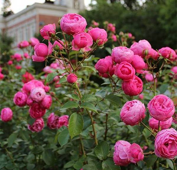 Садовая роза флорибунда, как ухаживать за королевой сада,особенности посадки и цветения, сорта с названиями и фото
