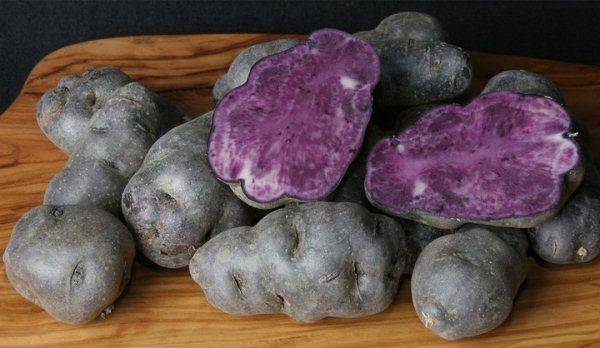 Особенности и сорта фиолетового картофеля