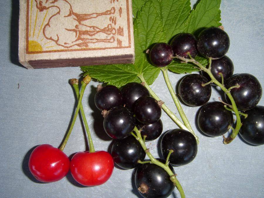 Чёрная смородина селеченская — крупноплодный сорт с отличным вкусом