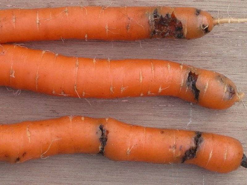 Чем обработать морковь от проволочника