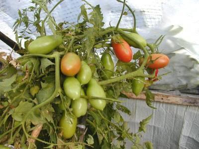 Описание сорта томата шива f1, его характеристика и урожайность