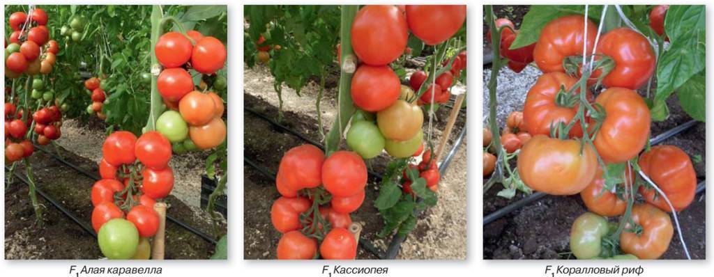 Теплолюбивый гибрид и его фото — томат «розовый король» f1: характеристика и описание сорта
