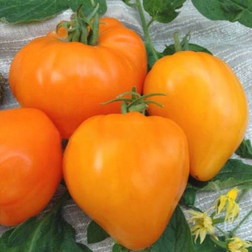 Сорт помидор «алтайский шедевр»