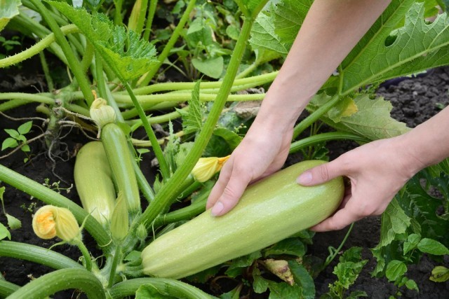 8 хитростей для большого урожая кабачков