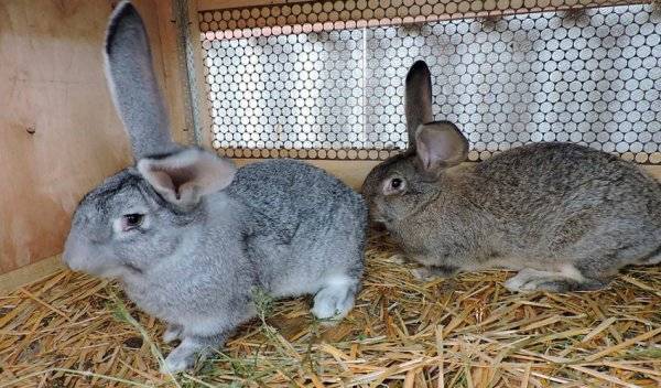 Профилактика, диагностика и лечение ушного клеща у кроликов в домашних условиях