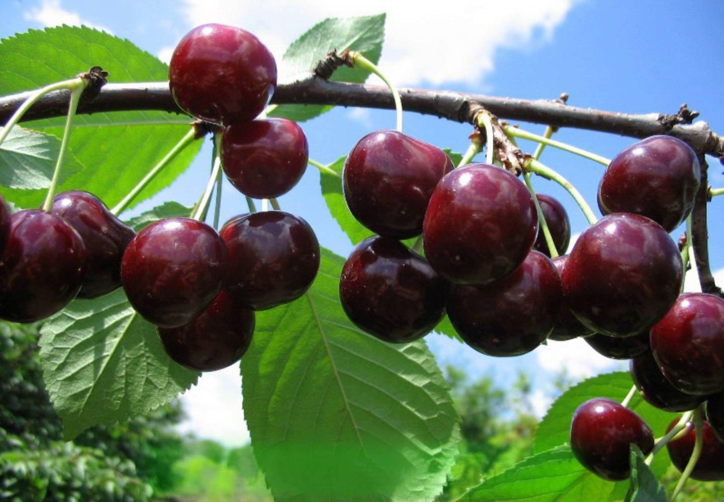 Самые популярные сорта и особенности выращивания чёрной вишни