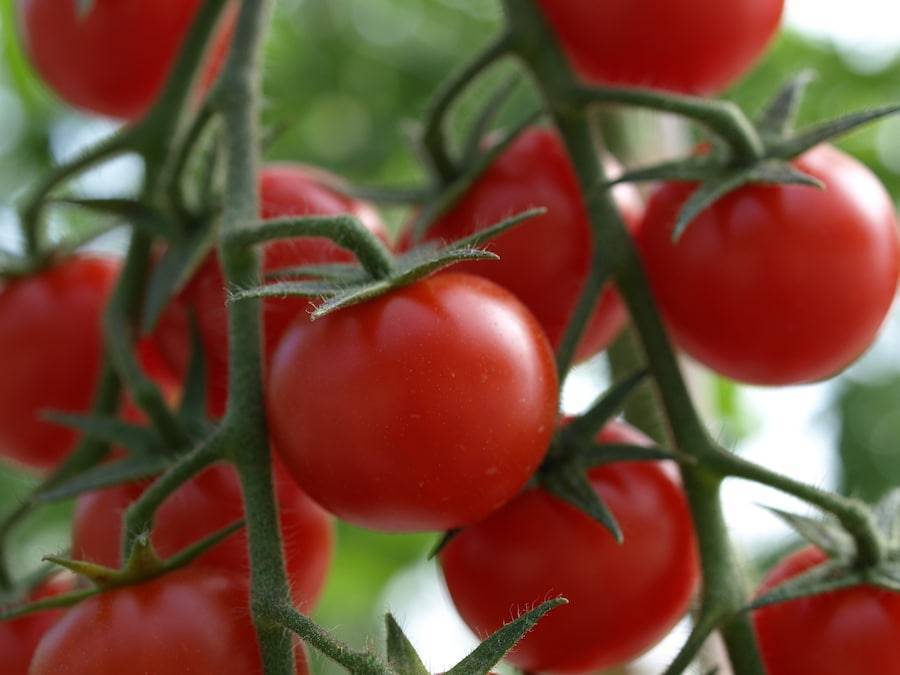 Когда и как высаживать рассаду помидор в открытый грунт