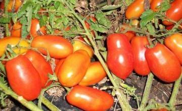 Томат таня: характеристика и описание сорта, урожайность с фото
