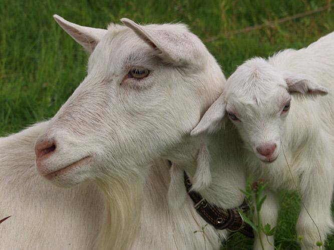 Описание чешской породы коз