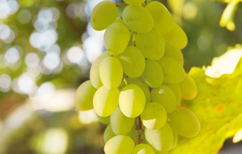 Виноград рошфор – шедевр любительской селекции