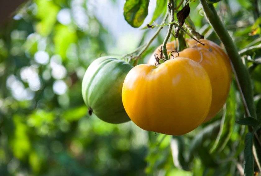 Характеристика и описание сорта томата лабрадор, его урожайность