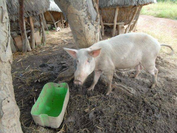 Признаки и методы передачи африканской чумы свиней (ачс)