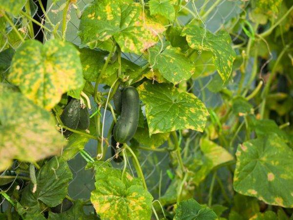 Вянут листья у огурцов в теплице: что делать, чем обработать для лечения