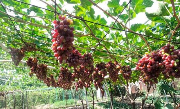 Виноград валек: описание сорта, фото и отзывы садоводов