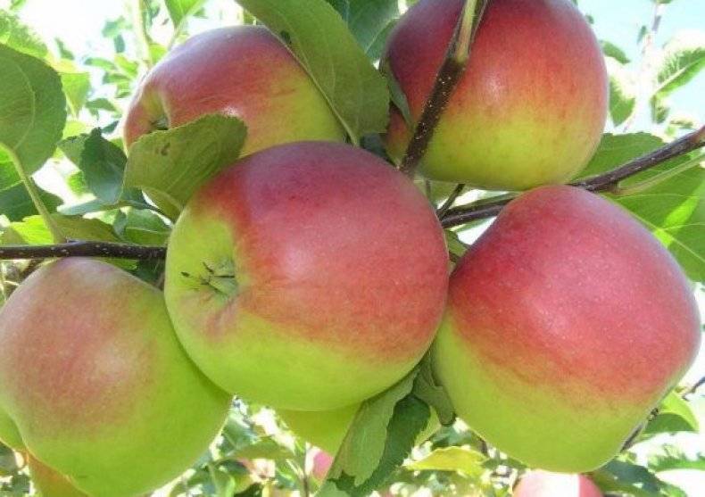 Описание сорта яблонь персиянка, характеристика урожайности и регионы выращивания