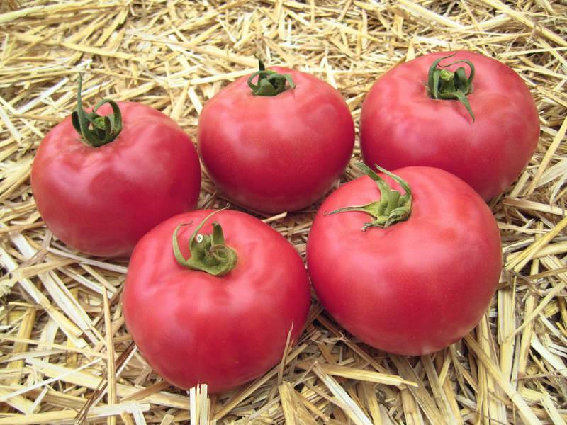 10 потрясающих розовых томатов.