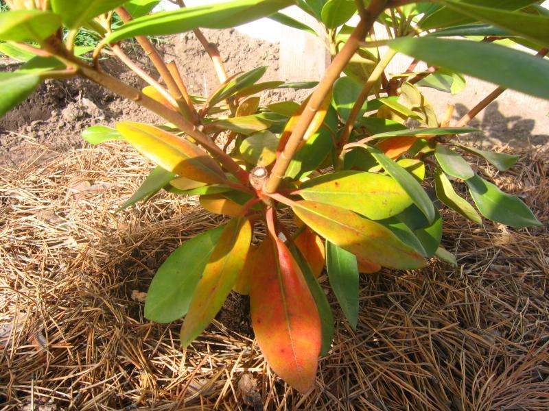 Почему желтеют листья у рододендрона и что делать для лечения