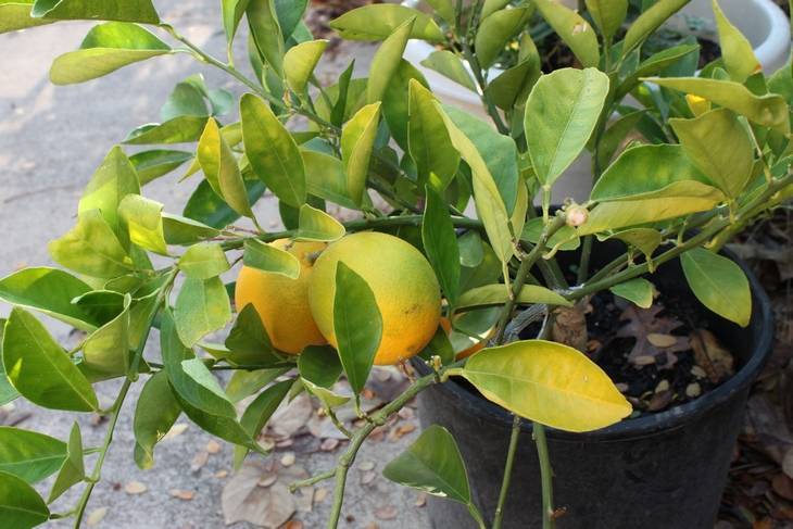 Почему желтеют листья у комнатного лимона