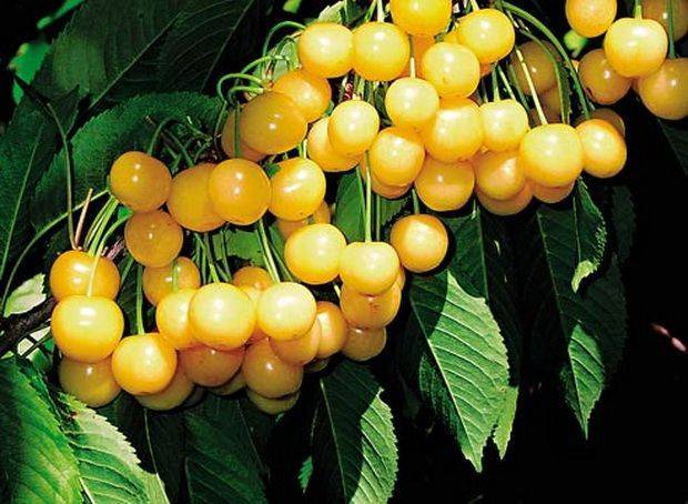 Описание и характеристики черешни сорта россошанская золотая, выращивание