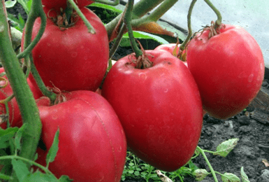Томат хлебосольный: крупноплодный сорт для сибирских огородов