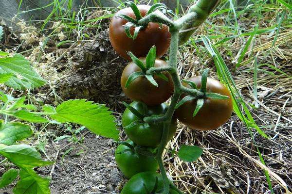 Томат скороспелый лакомка: урожайность, описание, особенности выращивания, отзывы