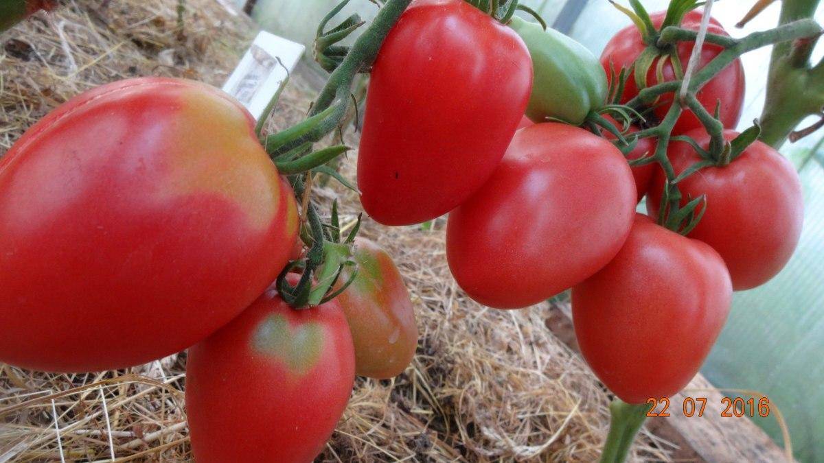 Универсальный раннеспелый сорт помидор под названием «чудо лентяя», описание и характеристики неприхотливого томата