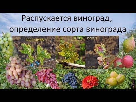 Как можно определить сорт винограда по внешнему виду листьев и вкусу плодов