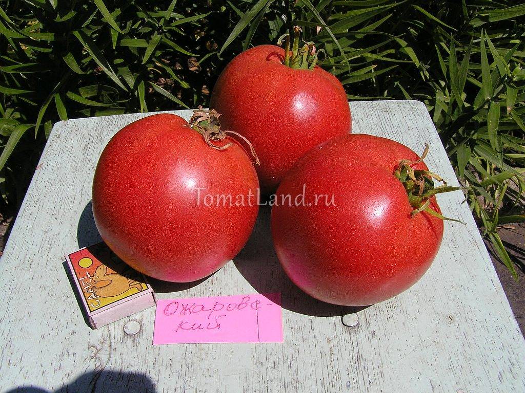 Характеристика и описание сорта томата Малиновый звон, его урожайность