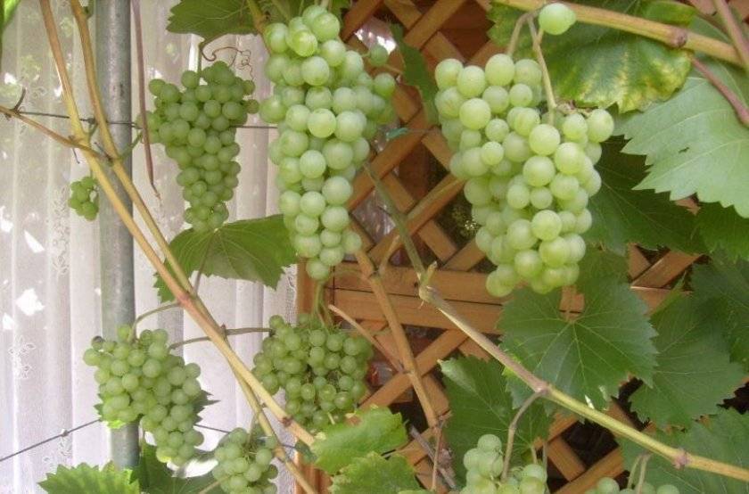 Виноград ланселот: описание сорта, фото и отзывы садоводов